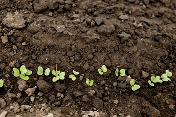 a row of young shoots on the field. Radish sprouts top view