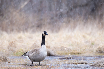 Canadian goose during rain with snow