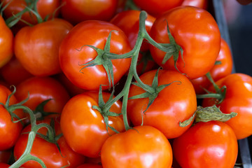 Close up of fresh organic tomatoes, solanum lycopersicum, on a farmers market stall