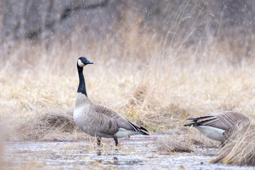 Canada goose walking away from another goose