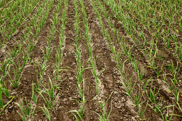 Fototapeta premium Large field of garlic view from a top