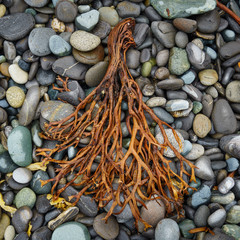 Sea Roots
