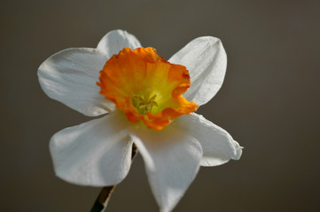 Daffodil white with an orange center blooms perfectly.
