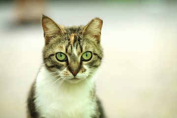 Naklejka na ściany i meble Cat on the street. Portrait. Light blurred background.