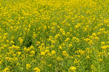 [福岡県]原鶴の菜の花畑