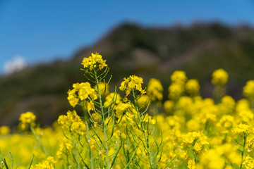 Obraz premium [福岡県]原鶴の菜の花畑