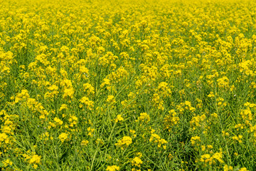 [福岡県]原鶴の菜の花畑