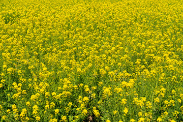 [福岡県]原鶴の菜の花畑