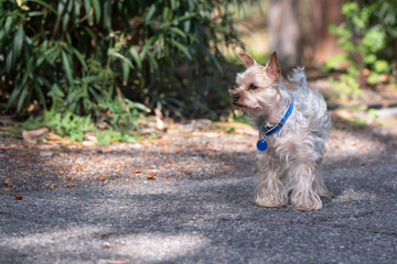 Tiny adorable yorkshire terrier on the road