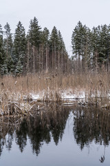 Tree reflection in the river. First snow. Early winter. The end of autumn. Tinted beautiful photo