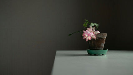 Blooming pink flower in old pot on white table. Home nature backraund with copyspace. Stock photo.