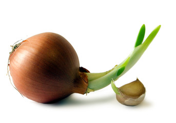 Sprouted bulbs. Image is isolated on a white background.