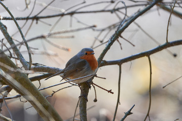 Beautiful portrait of European robin, Erithacus rubecula, singing bird resting on the branch of the bush in the wood in cold winter day. Common insectivorous passerine bird widely spreated in Europe.