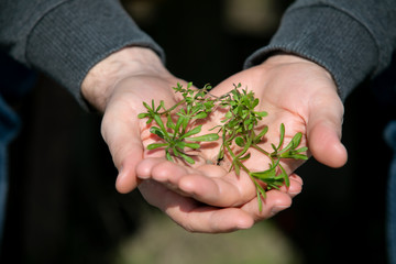 Naklejka na ściany i meble Men's hands hold a green plant. friendly green living. Environment Earth Day