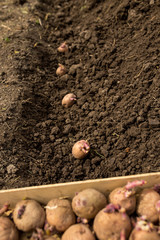 Planting potato with sprouts