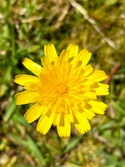 Primer plano de una flor de color amarilla