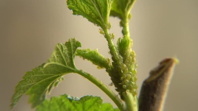 The berry plant aphids in a macro view. The plant pests, a lifestyle of a colony insect.