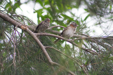 Pajaros posados en una rama
