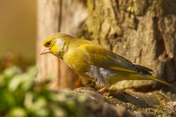 Grünfink (Carduelis chloris)