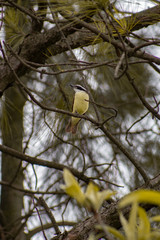 Ave amarilla en una rama