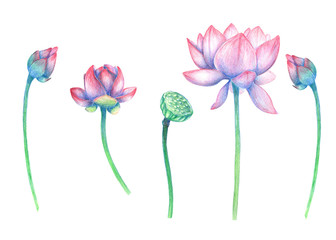 Pencil drawn lotus flowers isolated on white background. Indian lotus  set.  Pencil drawn water lily set on white background. Pink flowers illustration. 