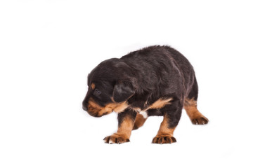 Pretty little black puppy isolated on white background