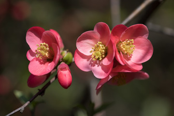 Fototapeta na wymiar Pink japanese quince flower and buds at springtime