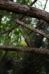 Ave amarilla en un arbol