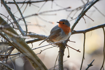 Fototapeta premium The European robin, Erithacus rubecula, known simply as the robin or robin redbreast sitting on the stick of the bush in sunny winter morning. European robin is a small insectivorous passerine bird.