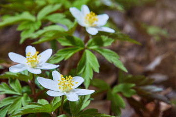 White anemone nemorosa flowers in the forest in a sunny day. Wild anemone, windflowers, thimbleweed.