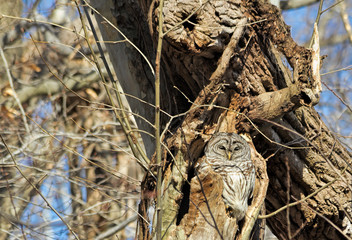 Sleepy Barred Owl