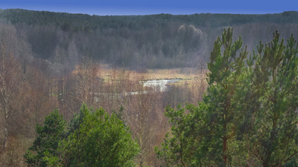 Forest River Valley with coniferous trees