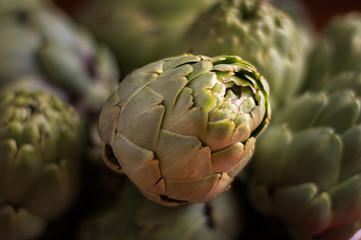 fresh and healthy artichoke plant