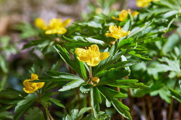 Flowers of yellow uncultivated anemone (Anemona ranuculoides)
