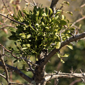 Parasite plant pest of trees and wood in forests and parks Viscum Album, L.