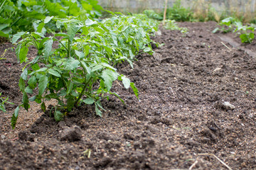 View of a vegetable garden