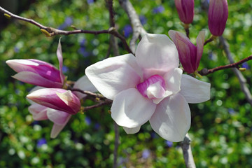 Pink flowers of a saucer magnolia tree in bloom in the spring