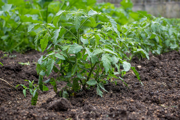 View of a vegetable Garden