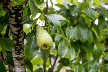 Some rain on pear fruit