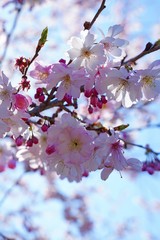 Branches of colorful pink cherry blossoms from a prunus tree in the spring