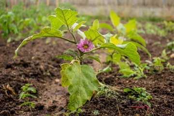 View of a vegetable Garden