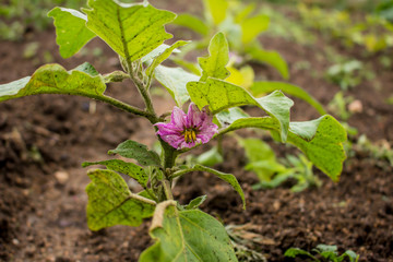 View of a vegetable Garden