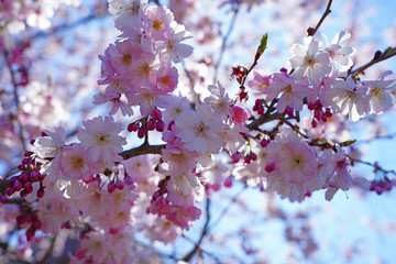 Branches of colorful pink cherry blossoms from a prunus tree in the spring