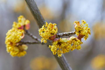 Beautiful twig with bright yellow flowers on blurred natural green background. Soft selective macro focus cornelian cherry blossom (Cornus mas, European cornel, dogwood) in early spring 