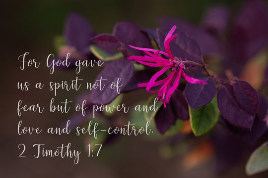 Plum Delight Loropetalum - chinese fringe - with one pink flower in the spring - 2 Timothy 1:7 For God gave use a spirit not of fear but of power and love and self-control.