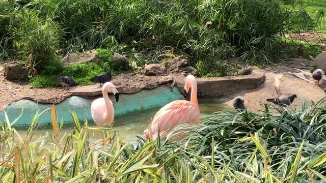 Pink flamingos in the zoo of Barcelona, ​​Spain. Photography of birds.
