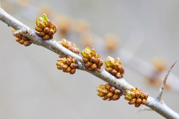 Branch of sea buckthorn (Hippophae) with small buds in early spring, close up