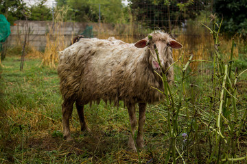 Naklejka na ściany i meble An old sheep in Sardinia 