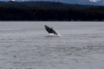 Fototapeta premium Whale in Juneau, Alaska
