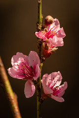 Obraz premium Fodo de papel